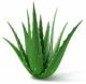 Herbes