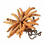 Extrait Cordyceps CS-4 30